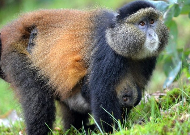 a golden monkey