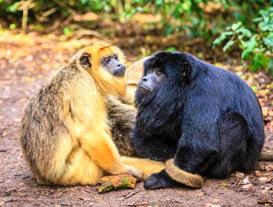 black and gold monkey