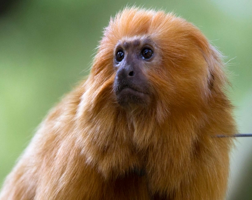 golden lion tamarin price