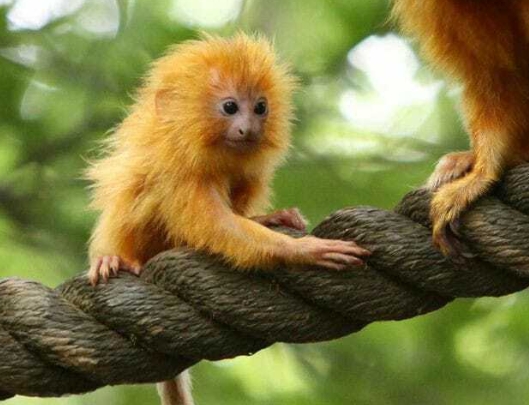 golden lion tamarin monkey for sale