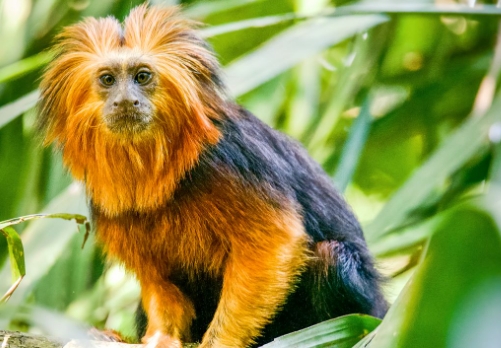golden lion tamarin monkey