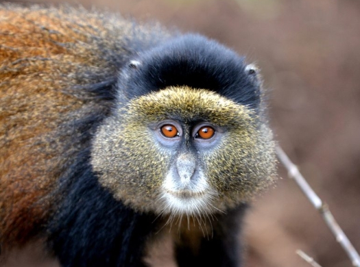 golden monkey price