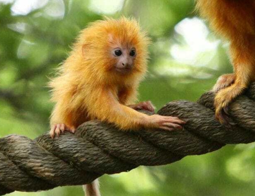 golden tamarin for sale