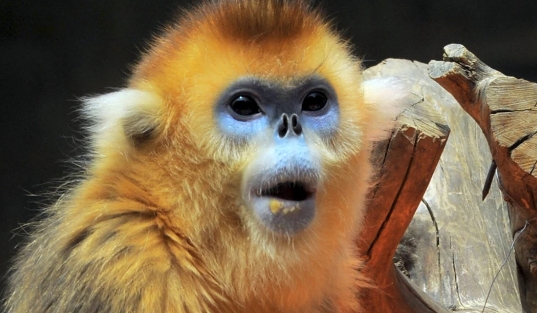 golden monkey near me