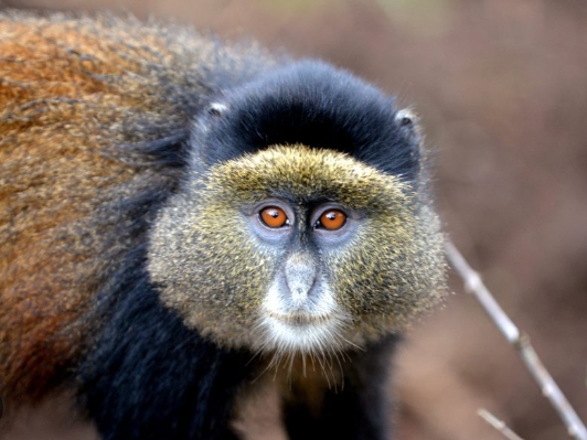 golden monkey for sale