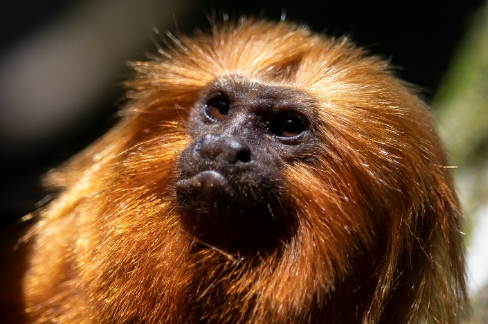 the golden monkey