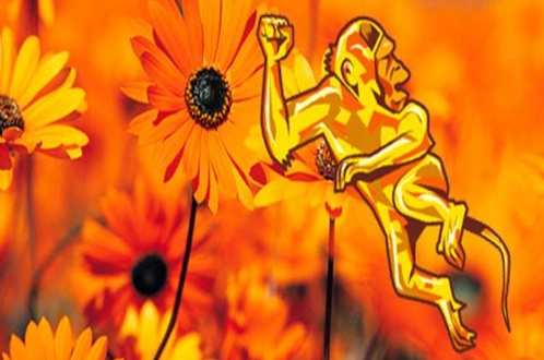 adagio golden monkey
