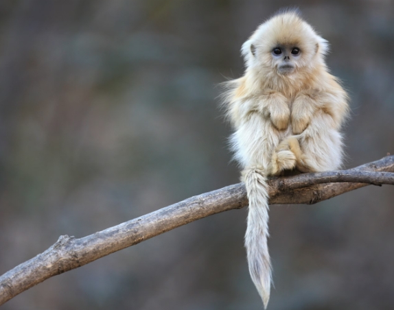 small golden monkey