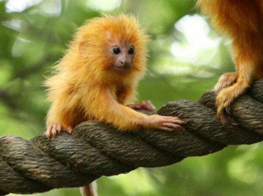 golden tamarin monkey for sale