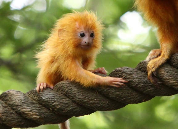 tiny golden monkey