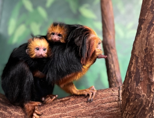 golden headed lion tamarin for sale
