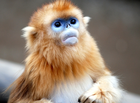 golden chimpanzee