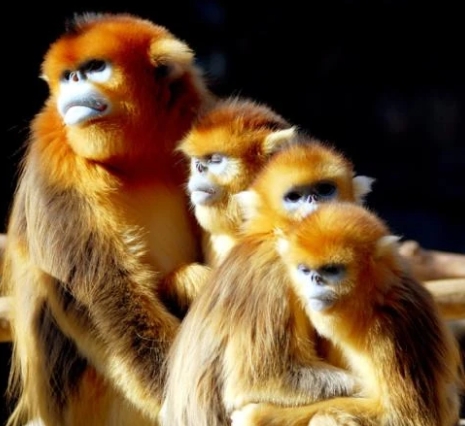 golden bear monkey