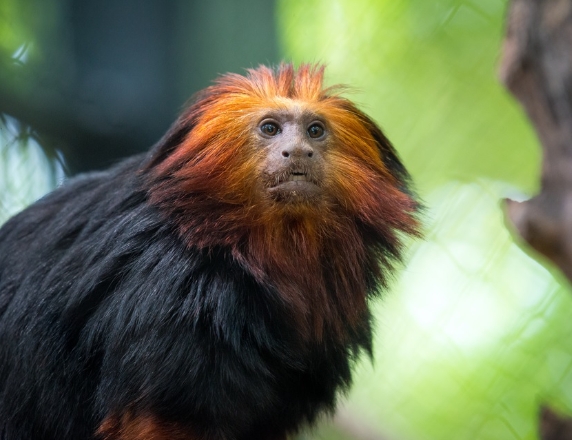 lion tamarin price