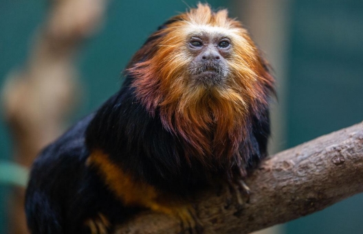 lion tamarin for sale