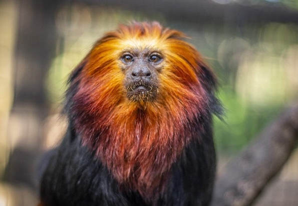 lion monkey