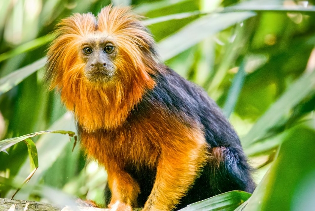 lion tamarin monkey
