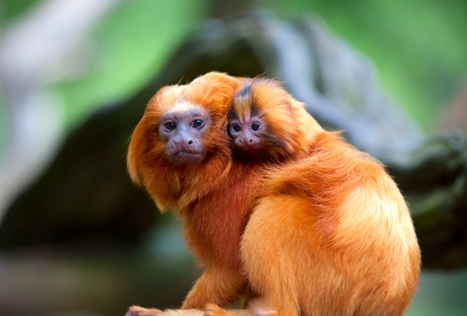 lion tamarin monkey