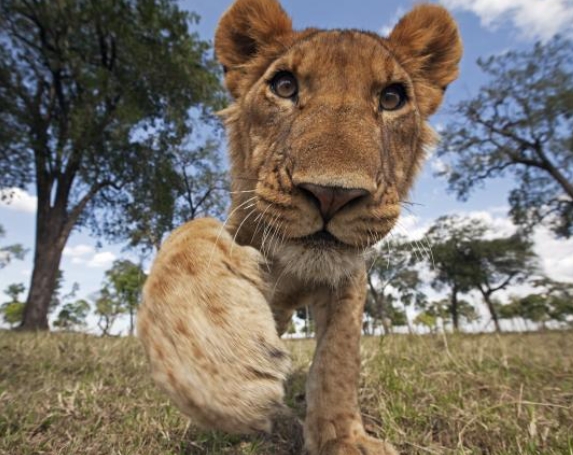 What are 5 interesting facts about lions?