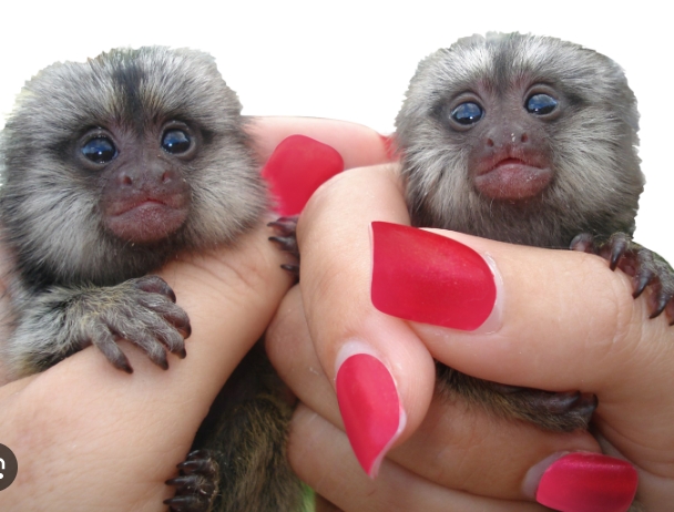 pygmy marmoset for sale