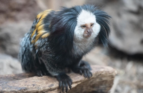 marmoset
