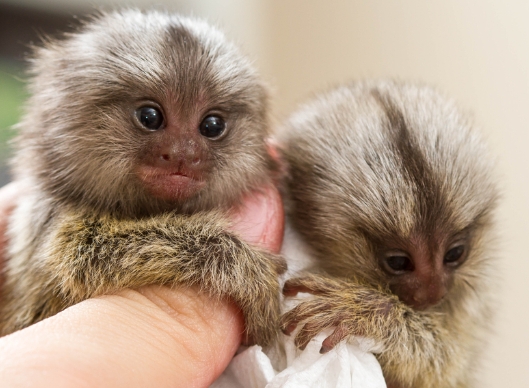 marmoset adoption