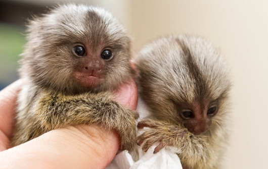 finger pygmy marmoset