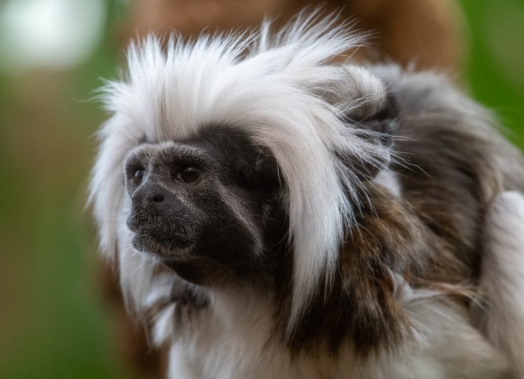 cotton topped tamarin
