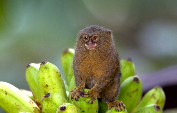 cost of pygmy marmoset