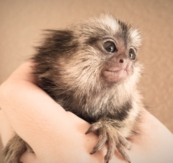 buying a pygmy marmoset