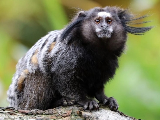 black marmoset