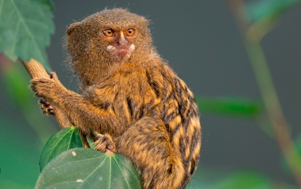 a pygmy marmoset