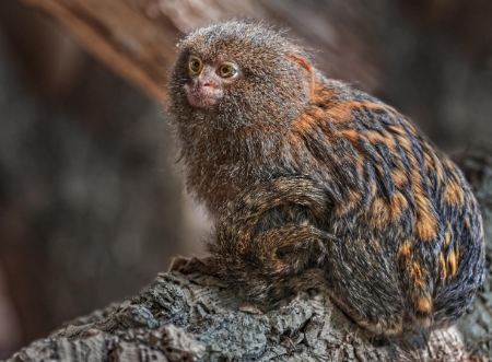 maimuță marmoset