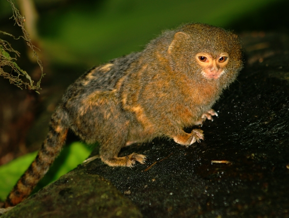 finger marmoset