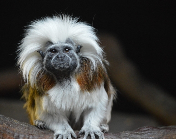 cotton top marmoset
