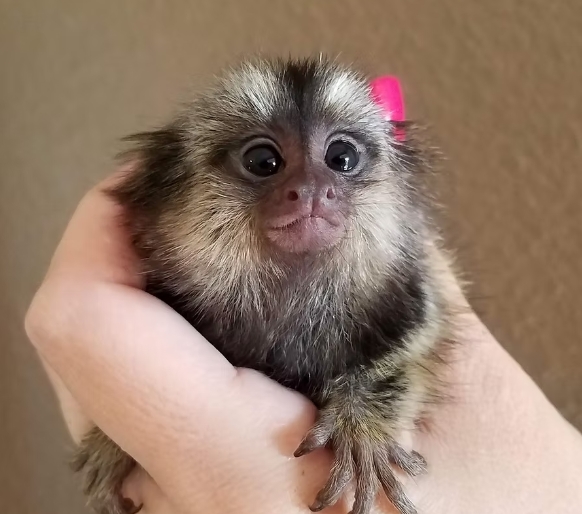 common marmoset price