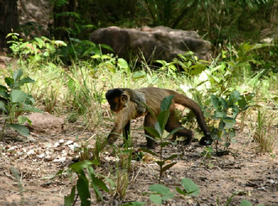 common marmoset