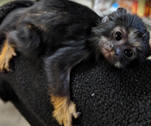 black tufted marmoset for sale