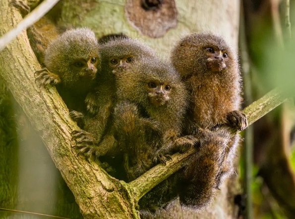 adult pygmy marmoset