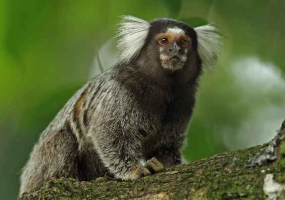 a marmoset