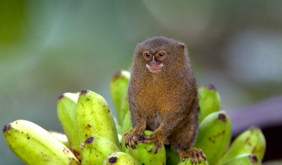 pet pygmy marmoset