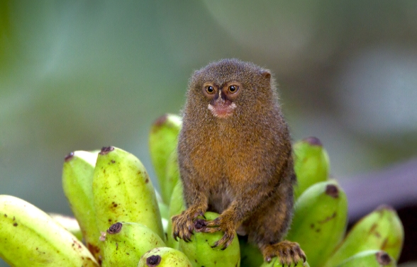 little marmoset
