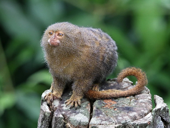 eastern pygmy marmoset