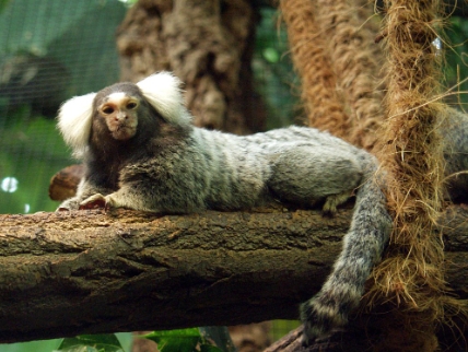cotton eared marmoset