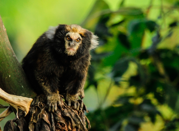 capuchin marmoset