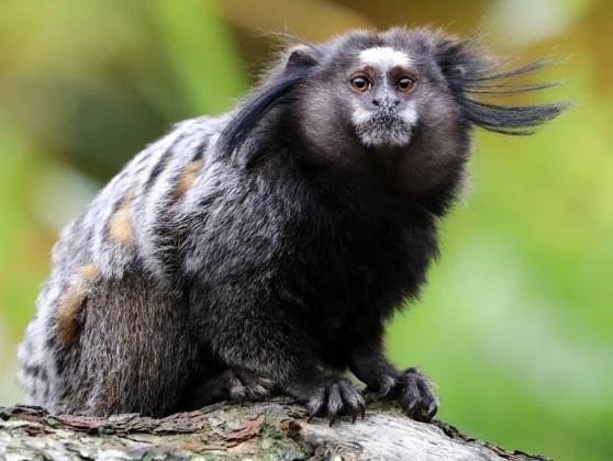black tufted marmoset