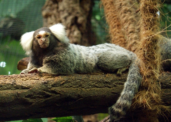 adult marmoset