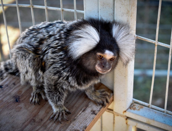 marmosets for sale