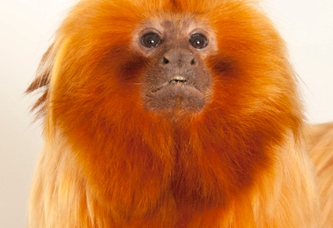 monkey golden