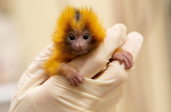 little golden monkey